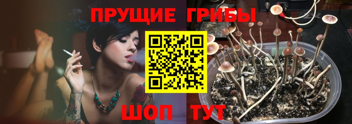 Псилоцибиновые грибы Psilocybe  где можно купить   Кувандык  Вход с VPN 